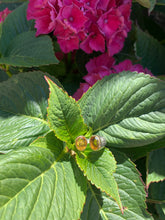 Charger l'image dans la galerie, Bague Toi&Moi