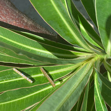 Charger l'image dans la galerie, Puces Barrette