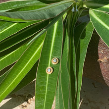 Charger l'image dans la galerie, Puces Solitaires