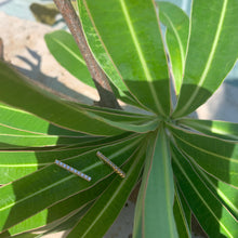 Charger l'image dans la galerie, Puces Barrette